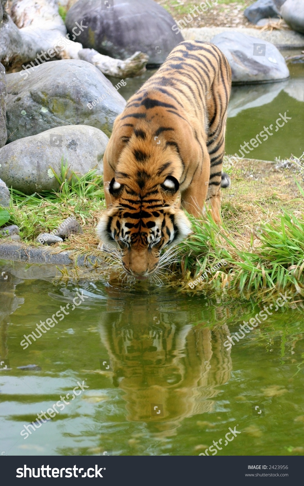 Tiger Drinking Water Reflection Stock Photo 2423956 - Shutterstock