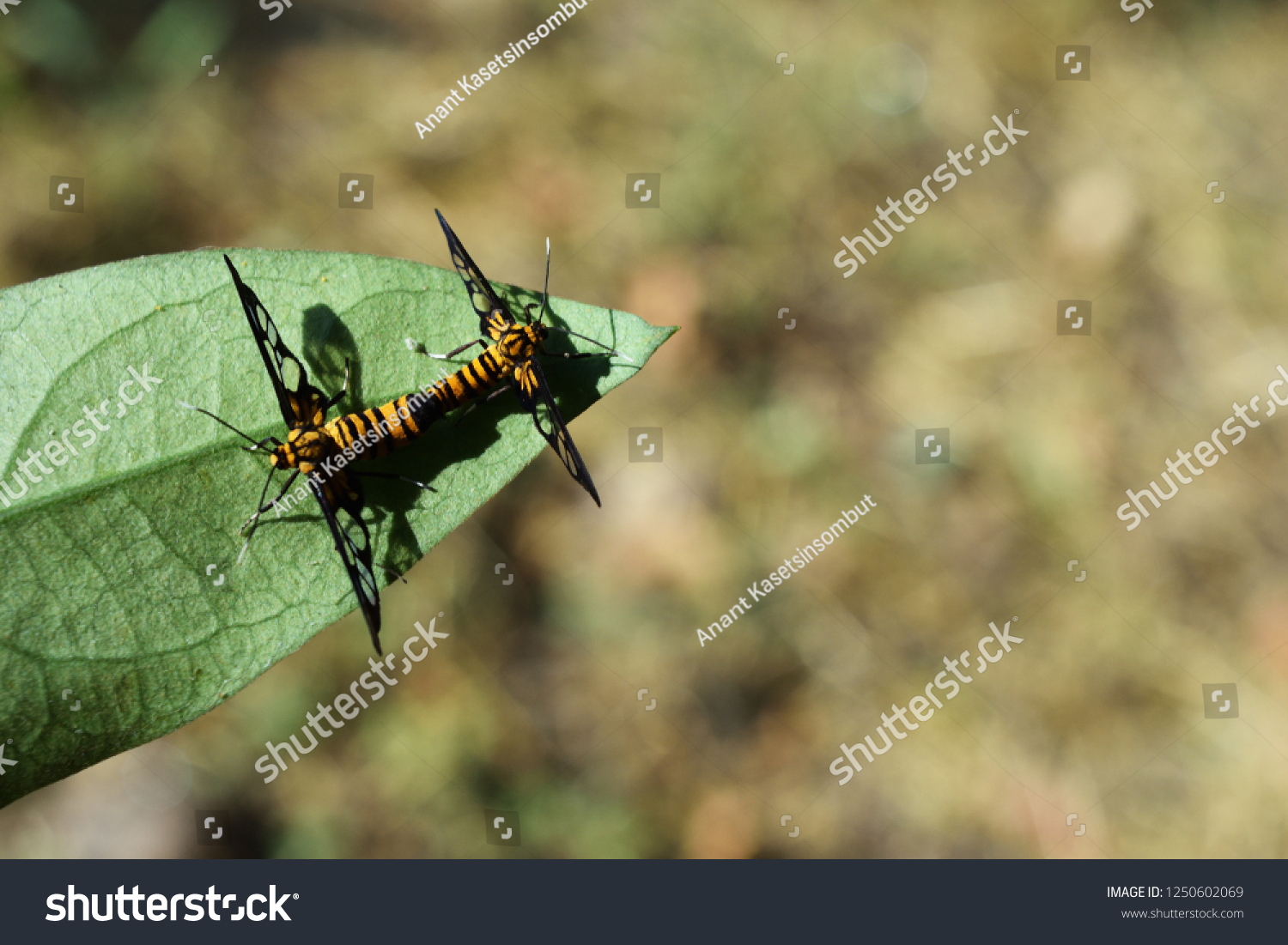 tiger-grass-borer-butterfly-syntomoides-imaon-stock-photo-edit-now