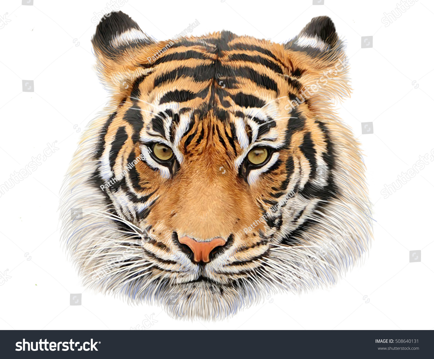  Tiger  Head Hand  Draw Paint  Color Stock Illustration 