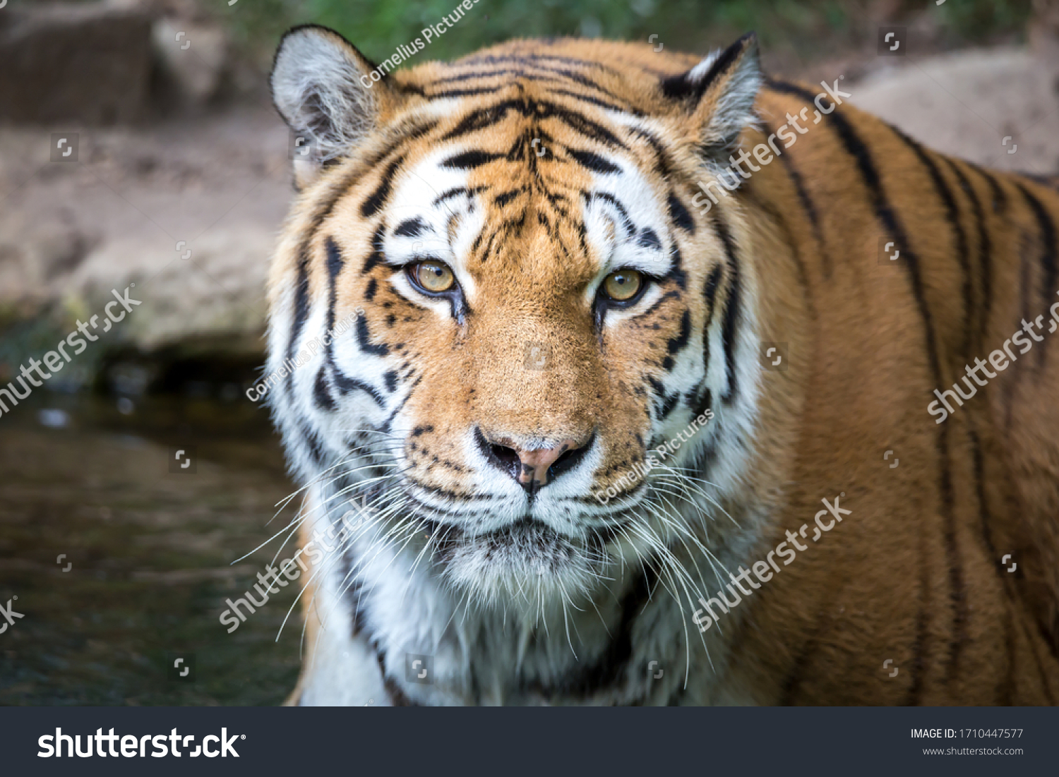 Tiger-king Images, Stock Photos & Vectors | Shutterstock