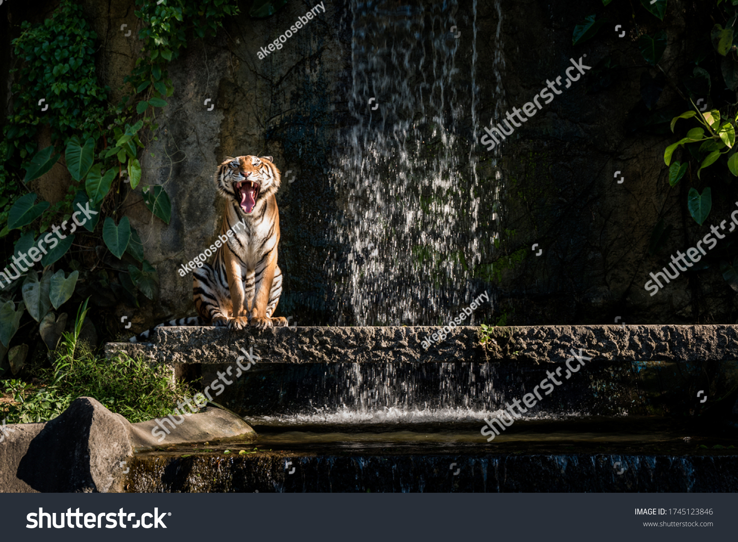 Tiger Jungle Zoo Thailands Zoo Tiger Stock Photo 1745123846 | Shutterstock