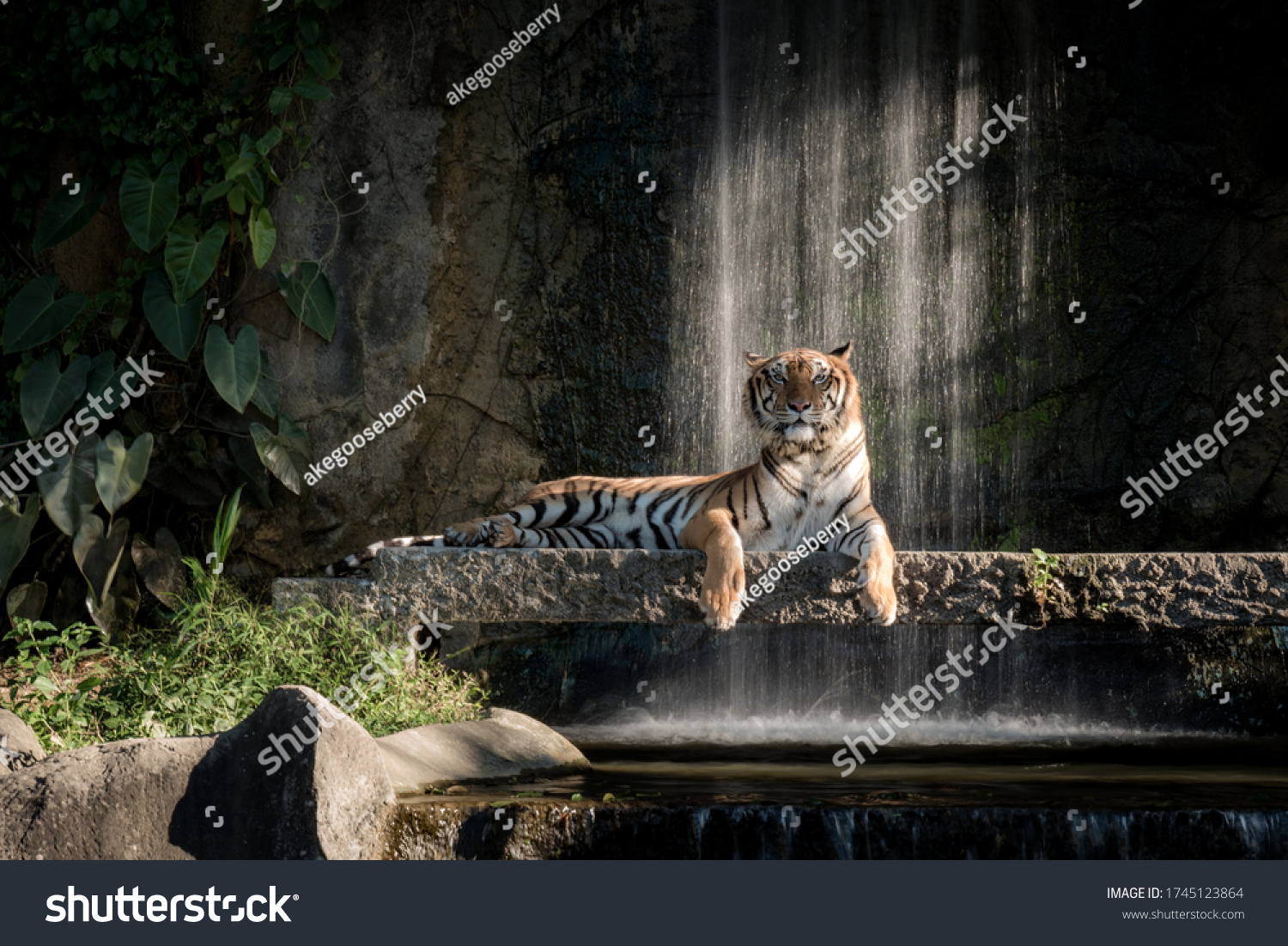 Tiger Jungle Zoo Thailands Zoo Tiger Stock Photo 1745123864 | Shutterstock