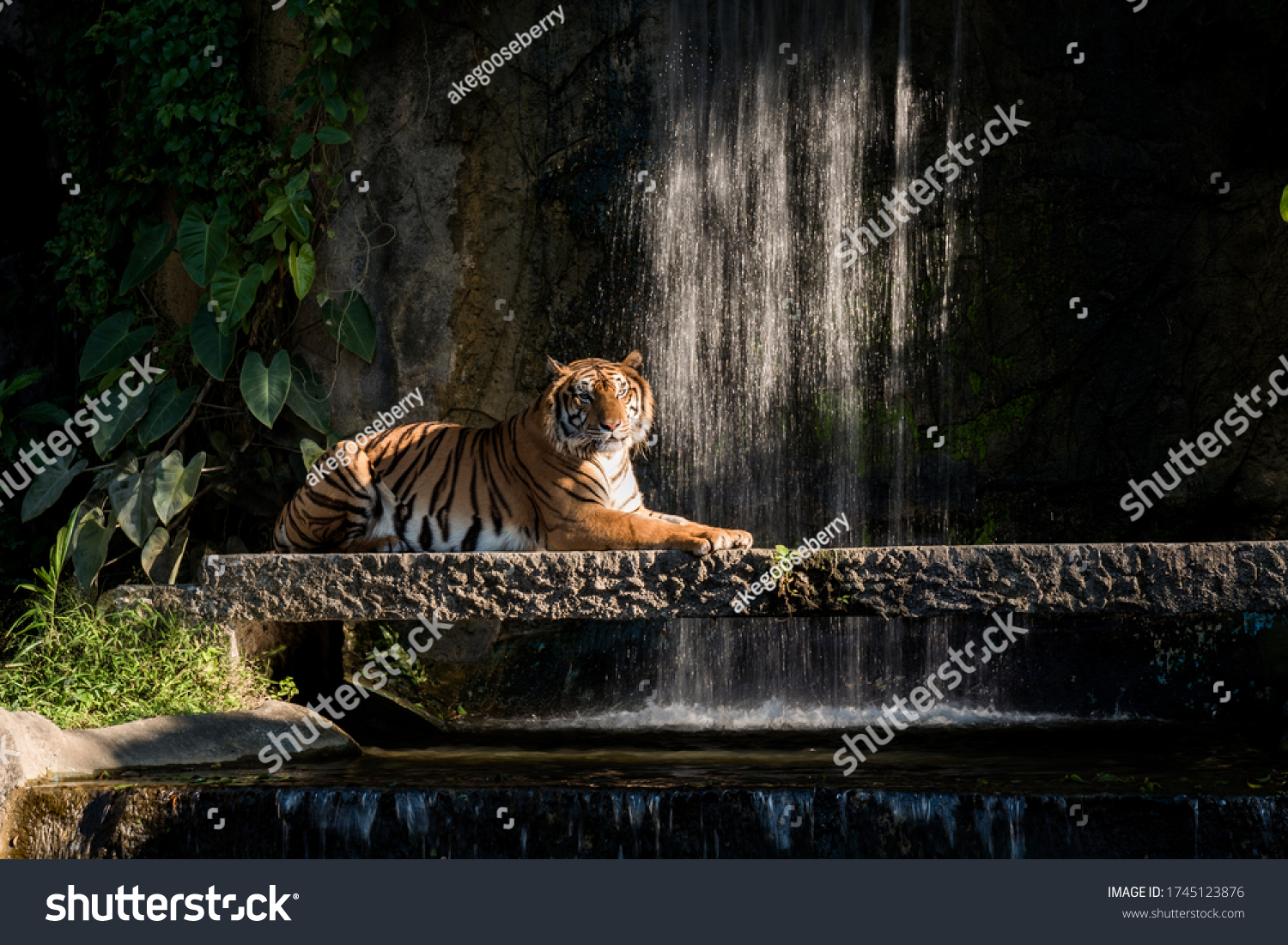 Tiger Jungle Zoo Thailands Zoo Tiger Stock Photo 1745123876 | Shutterstock