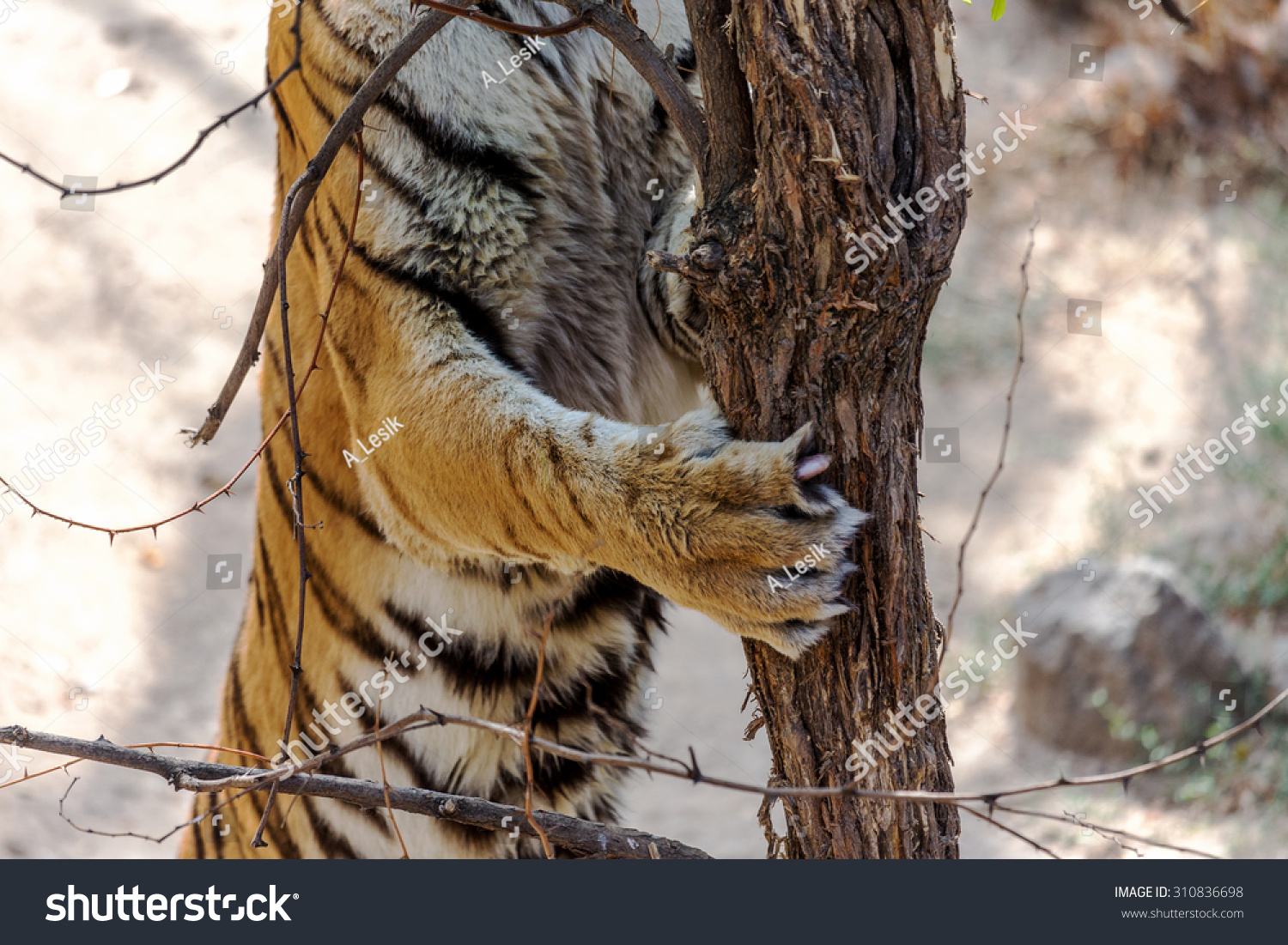 Paw Claws Ussuri Bengal Tiger Stock Photo Now) 310836698
