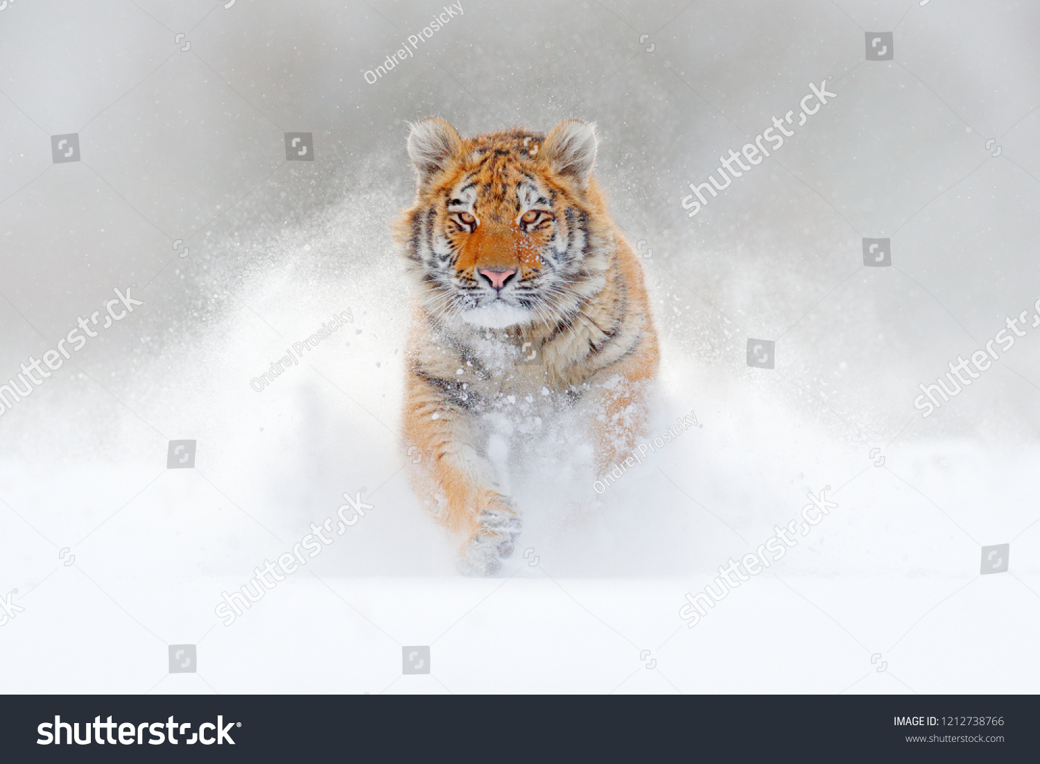 8,642 Ice tiger Images, Stock Photos & Vectors | Shutterstock