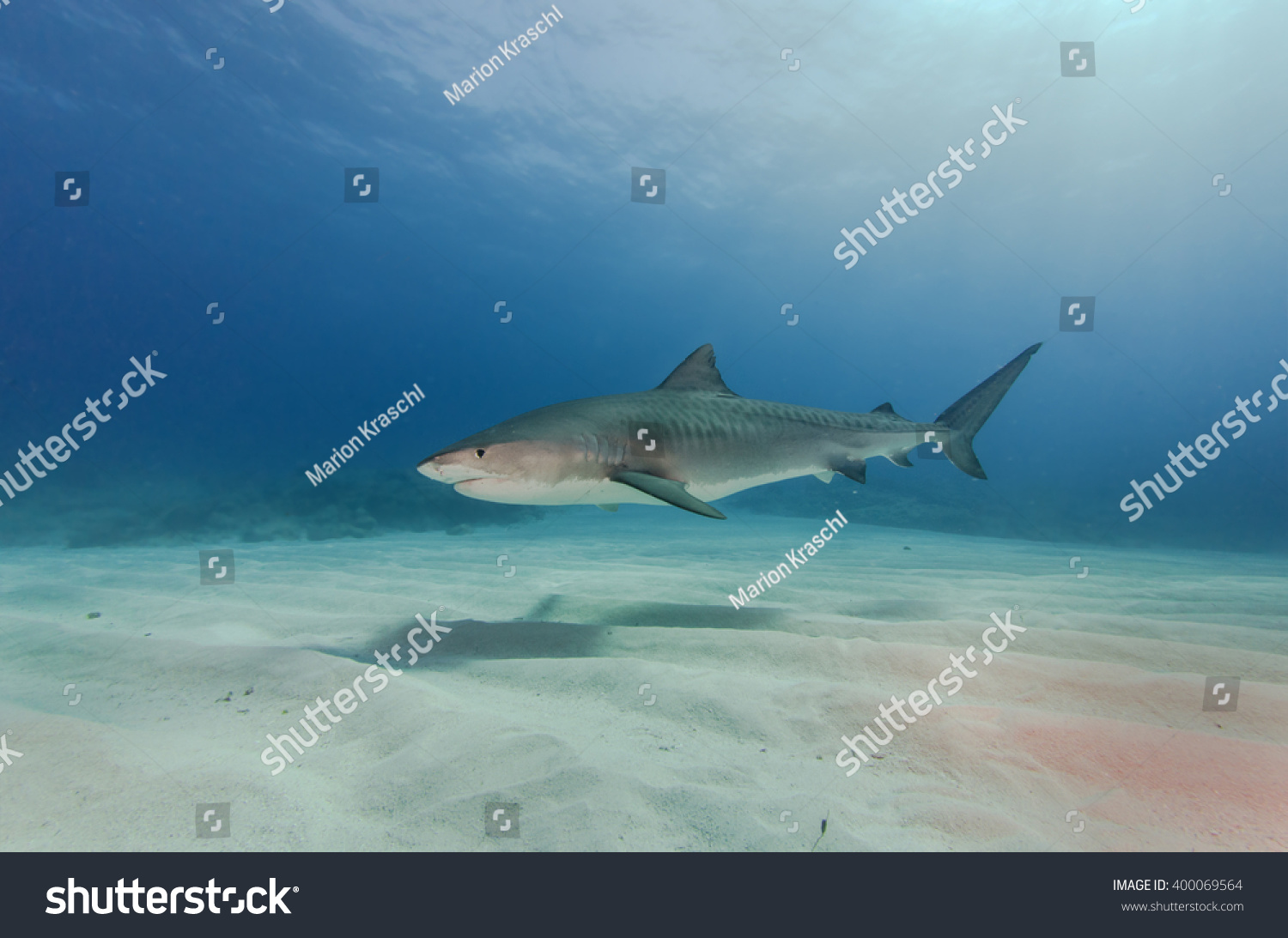 Tiger Shark Fish Tales Bahamas Stock Photo Edit Now 400069564