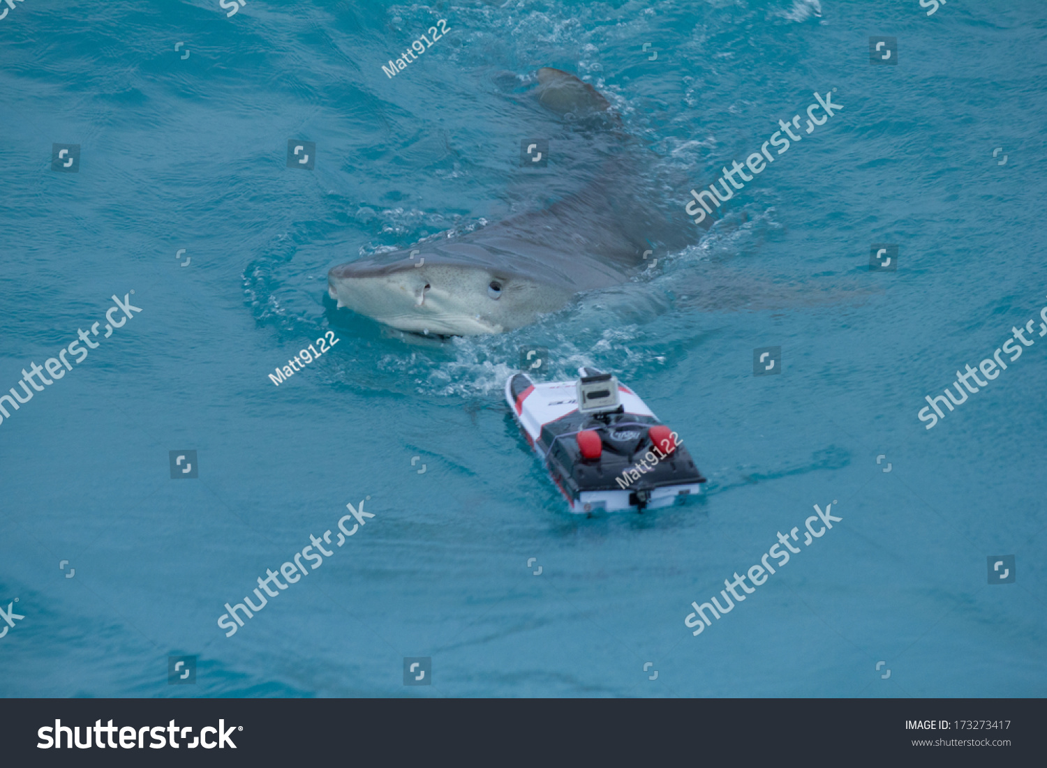 tiger shark rc boat