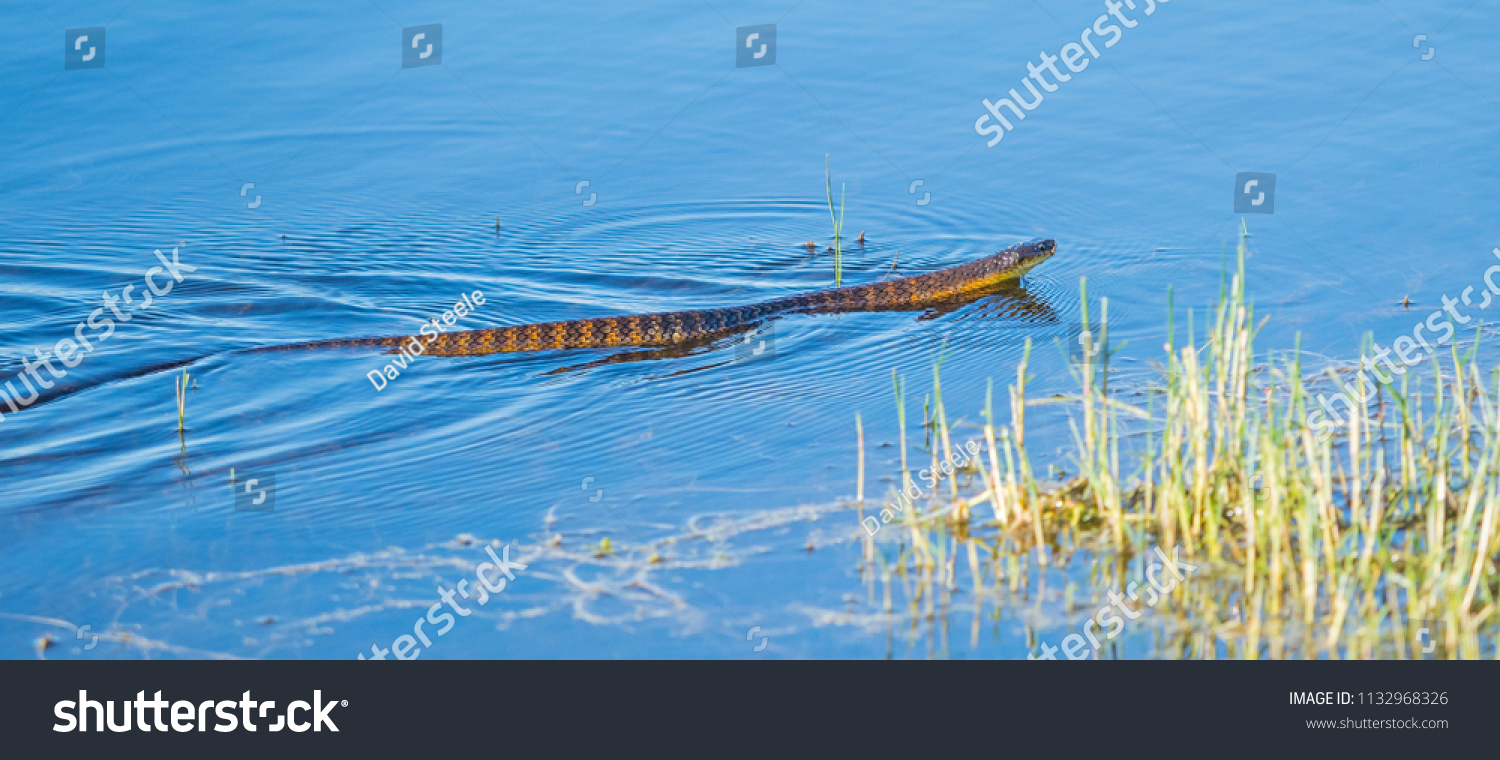 Tiger Snakes Highly Venomous Snake Species Stock Photo (Edit Now ...