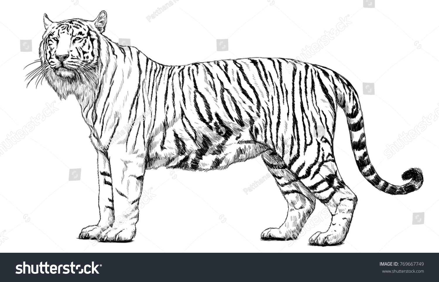 full body tiger drawing