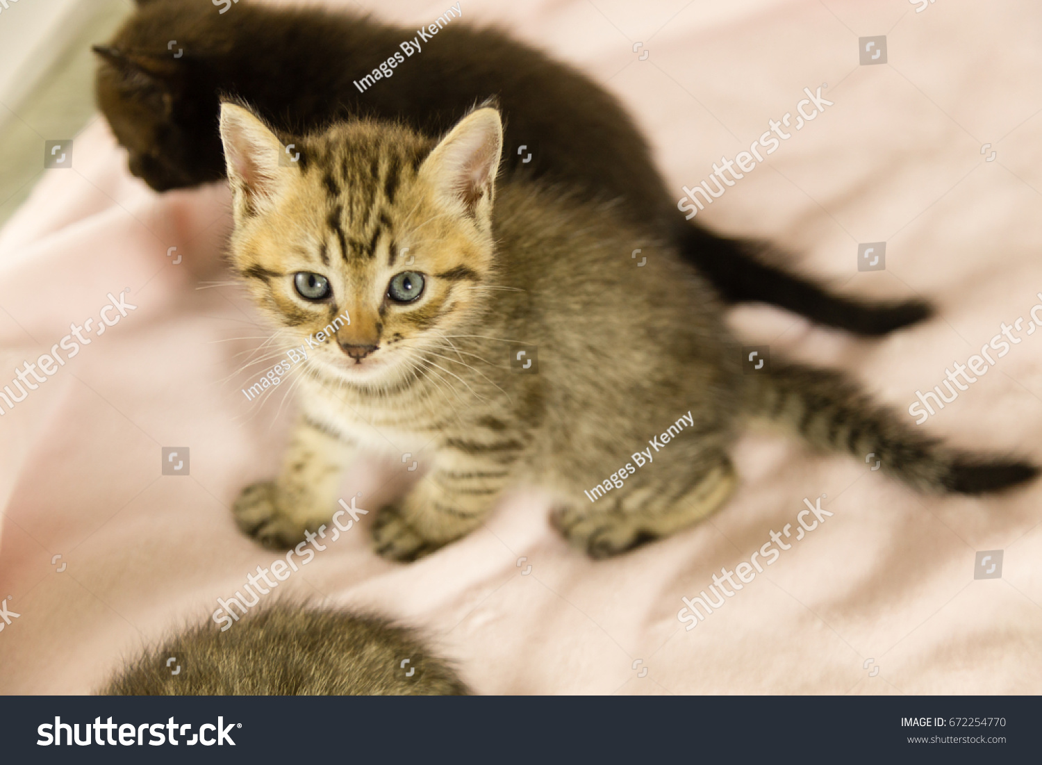 tiger tabby kitten