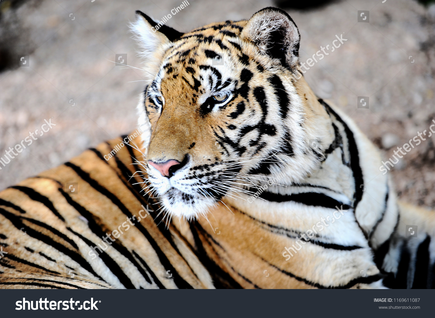 Tiger Temple Kanchanaburi Bangkok Thailand Stock Photo Edit Now 1169611087