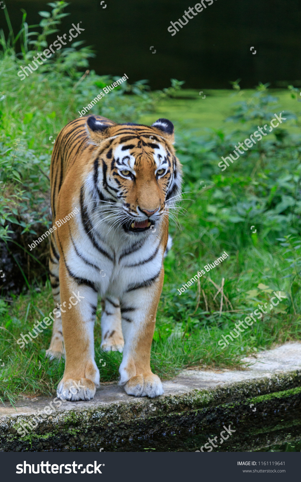 Tiger King Jungle Stock Photo Edit Now 1161119641