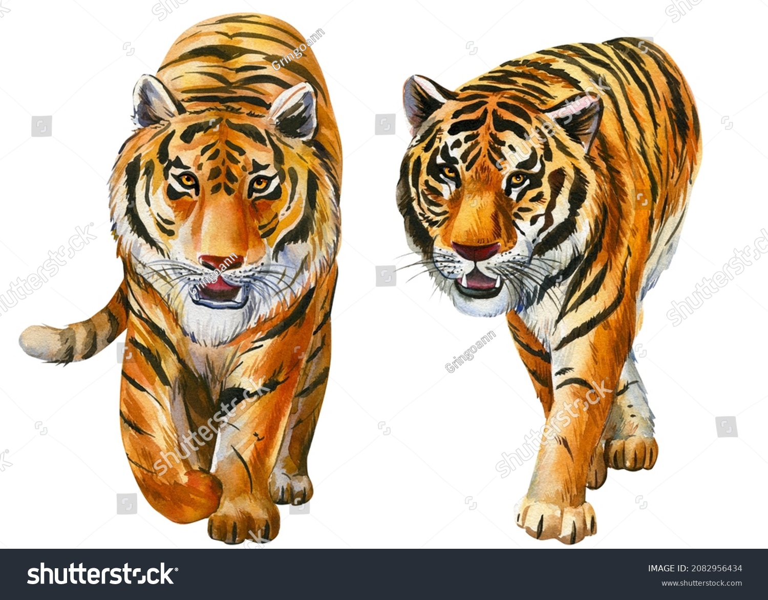 Tigers On Isolated White Background Watercolor Stock Illustration 2082956434 Shutterstock 