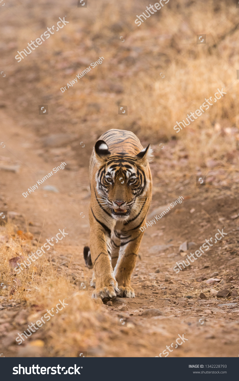 Tigress Noor Cub Headon Frame Stock Photo Shutterstock