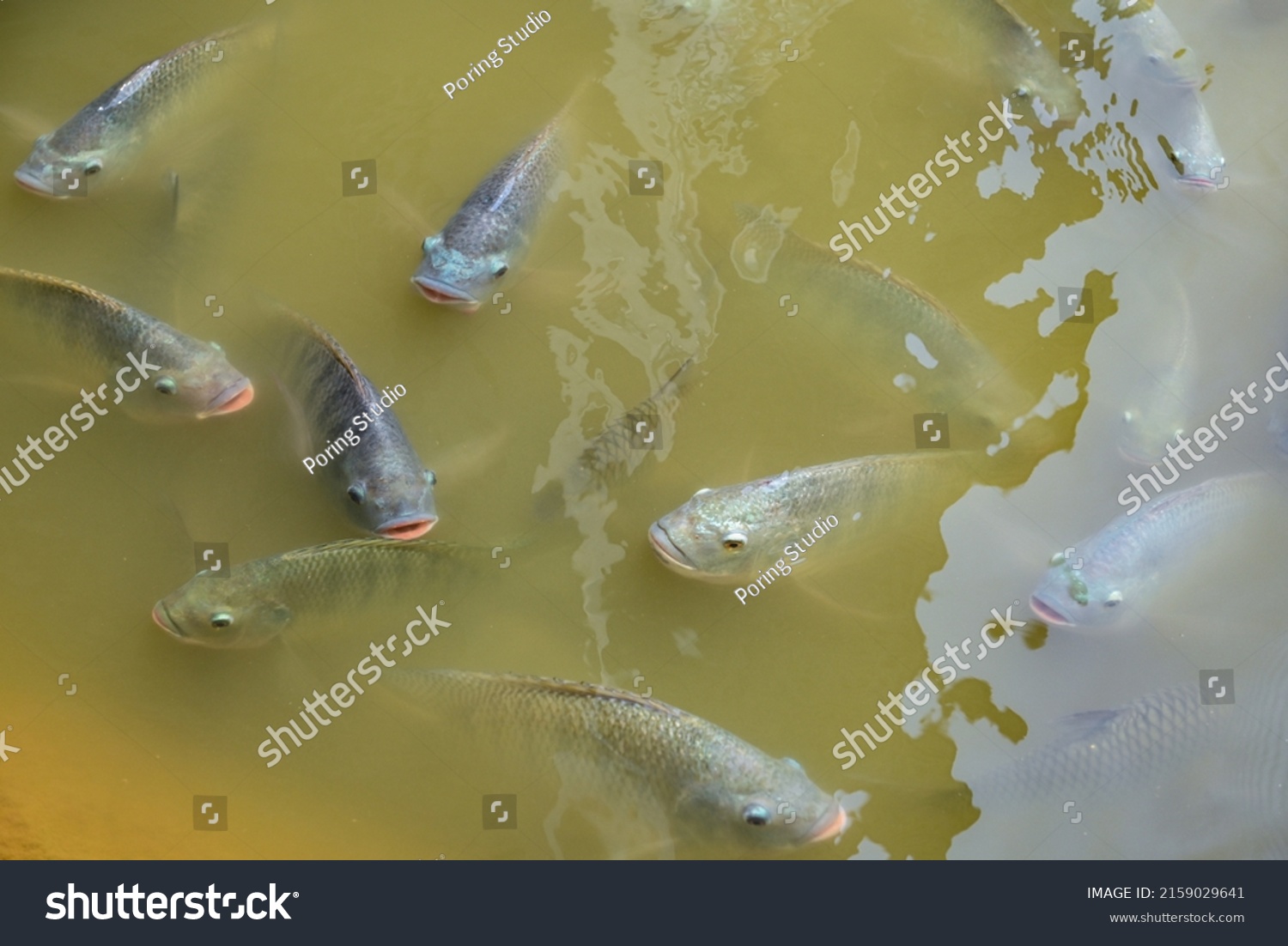 Tilapia Fish On Freshwater Tilapia Fish Stock Photo 2159029641 ...