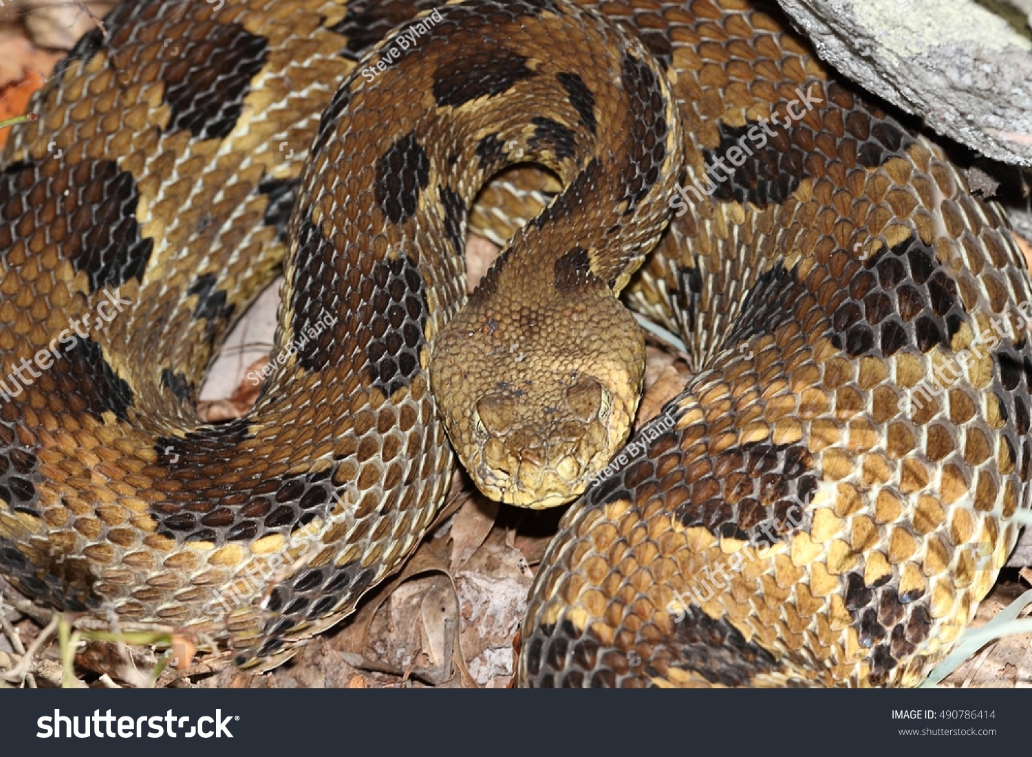 Timber Rattlesnake Crotalus Horridus Coiled Strike Stock Photo ...