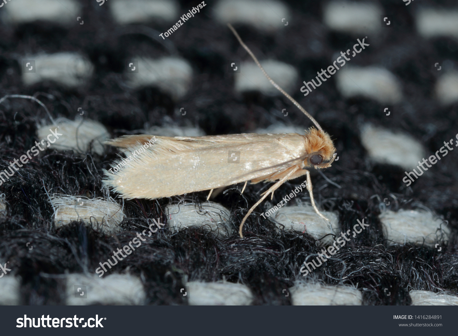 Tineola Bisselliella Known Common Clothes Moth Stock Photo 1416284891 ...