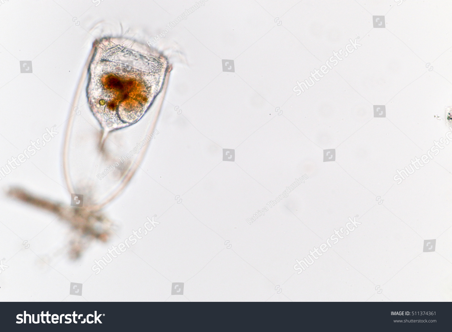 Tintinnid Marine Protozoa Under Microscope Stock Photo 511374361 ...