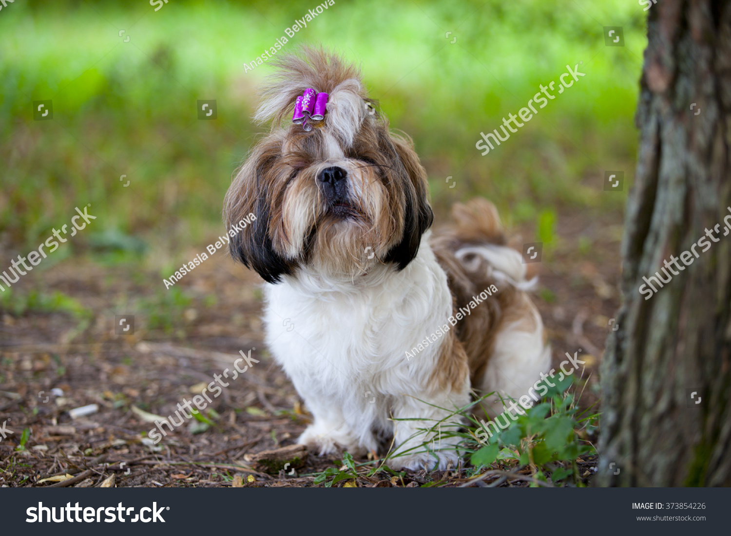 Tiny Fluffy White Brown Dog Crimson Stock Photo Edit Now 373854226