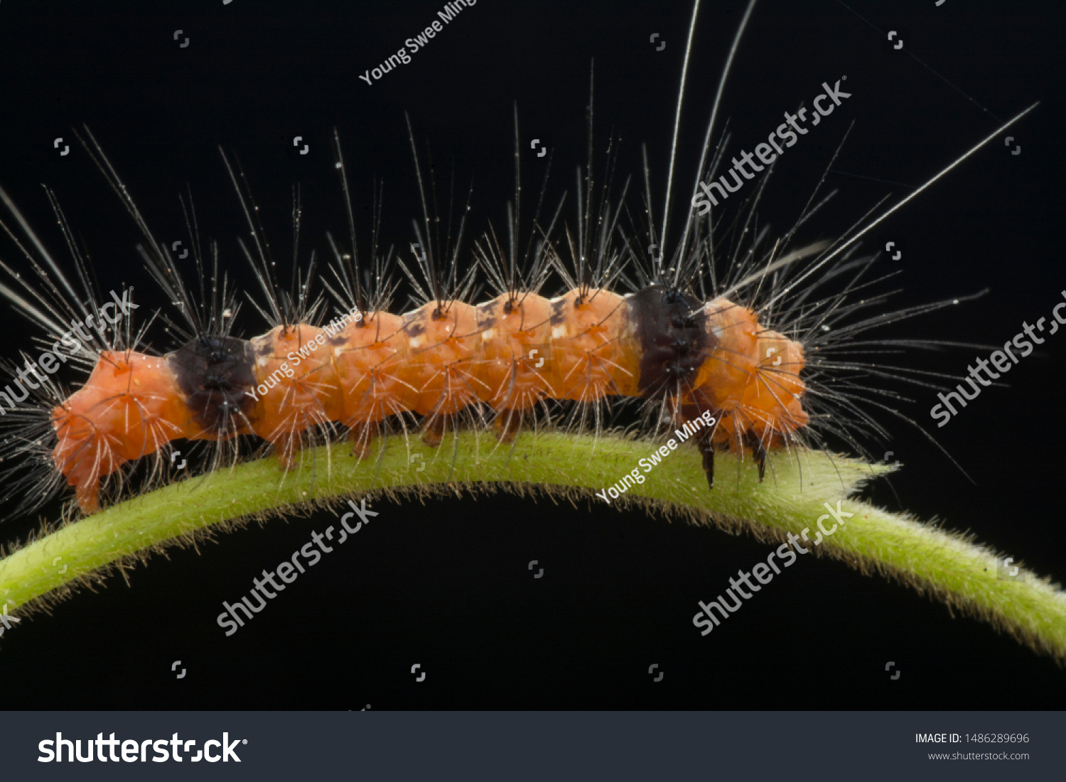 Tiny Hairy Orange Caterpillar 2 Black Stock Photo Shutterstock