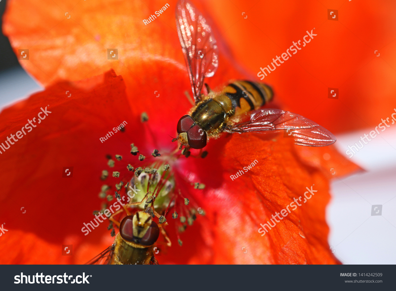 latin for petal