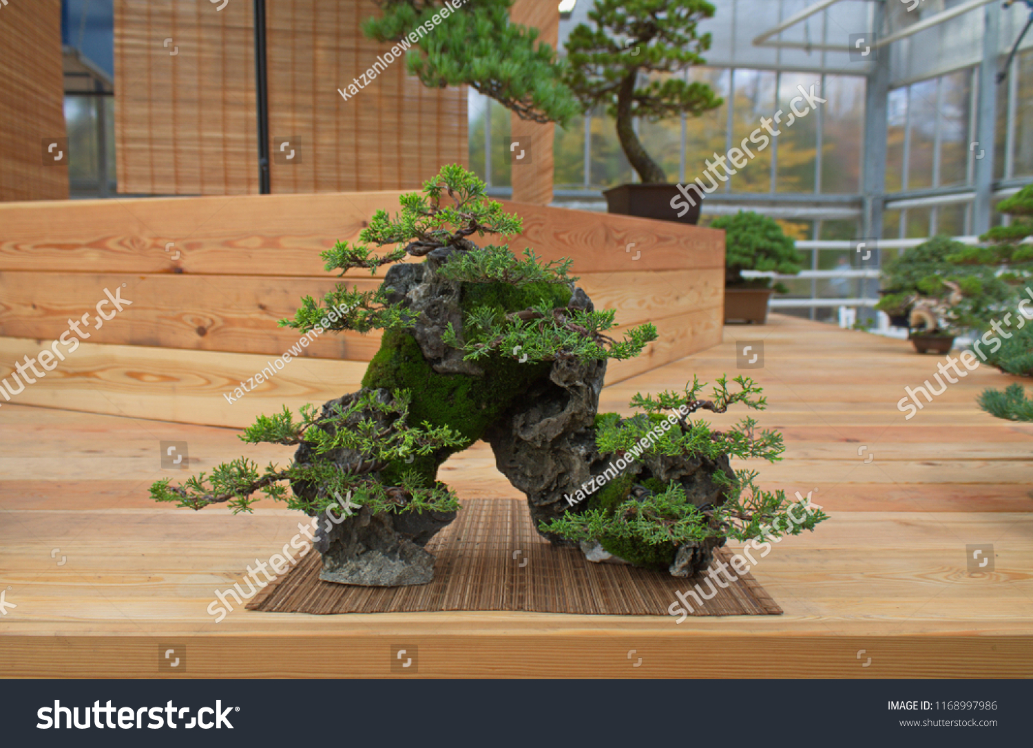 Tiny Japanese Bonsai Trees Stock Photo Edit Now 1168997986