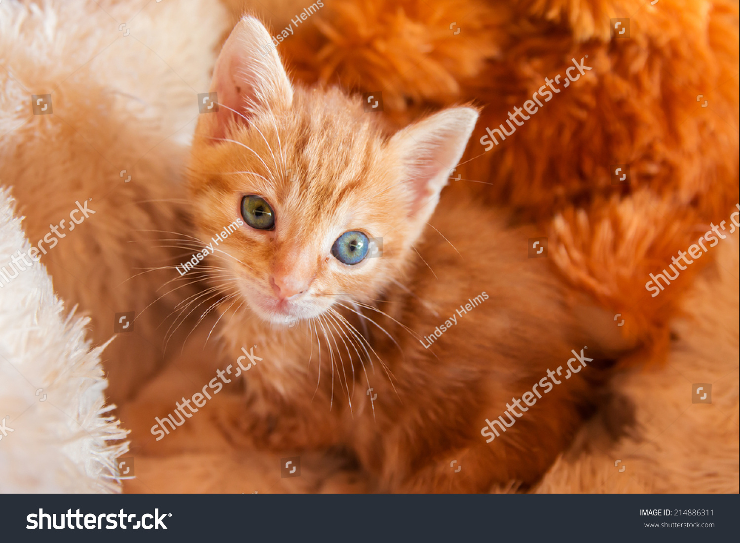 Tiny Orange Kitten Blue Eye Green Stock Photo Shutterstock