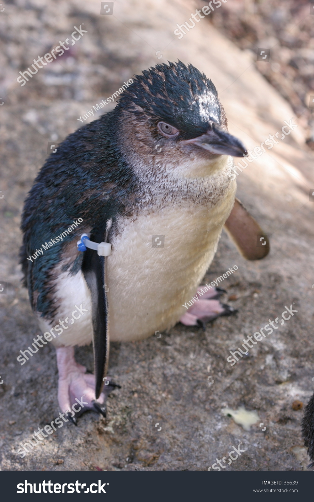 Tiny Penguin Stock Photo Edit Now