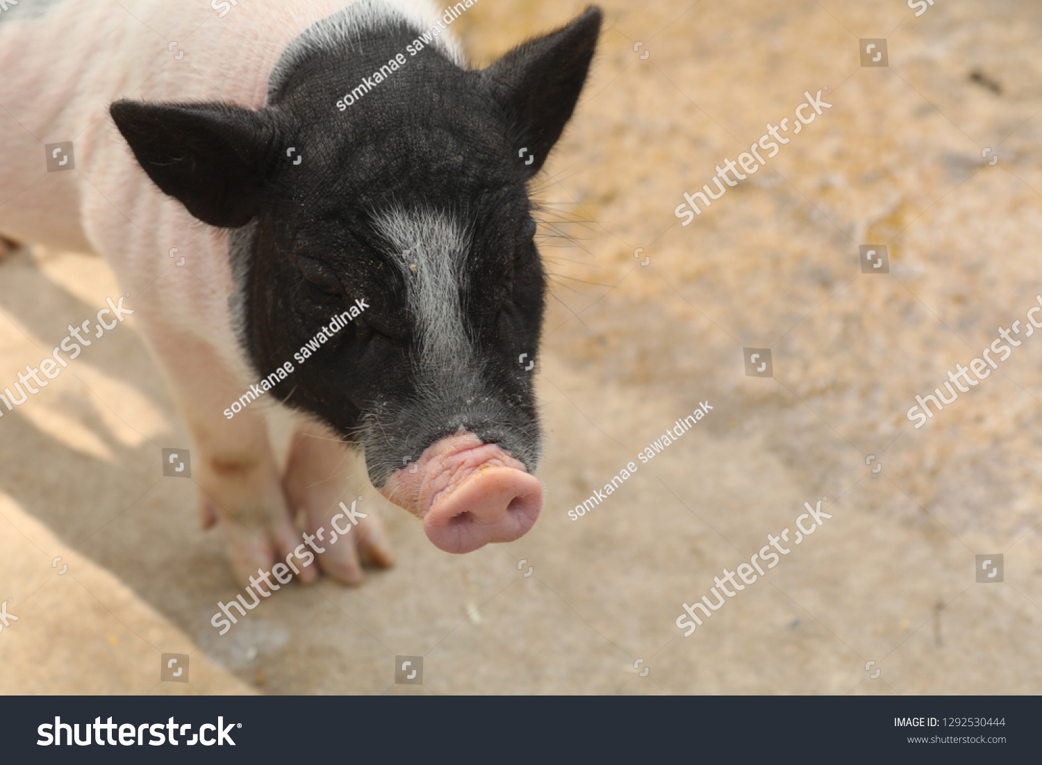 Suchen Sie Nach Tiny Pig Scientific Name Sus Scrofa Stockbildern In Hd Und Millionen Weiteren Lizenzfreien Stockfotos Illustrationen Und Vektorgrafiken In Der Shutterstock Kollektion Jeden Tag Werden Tausende Neue Hochwertige Bilder Hinzugefugt