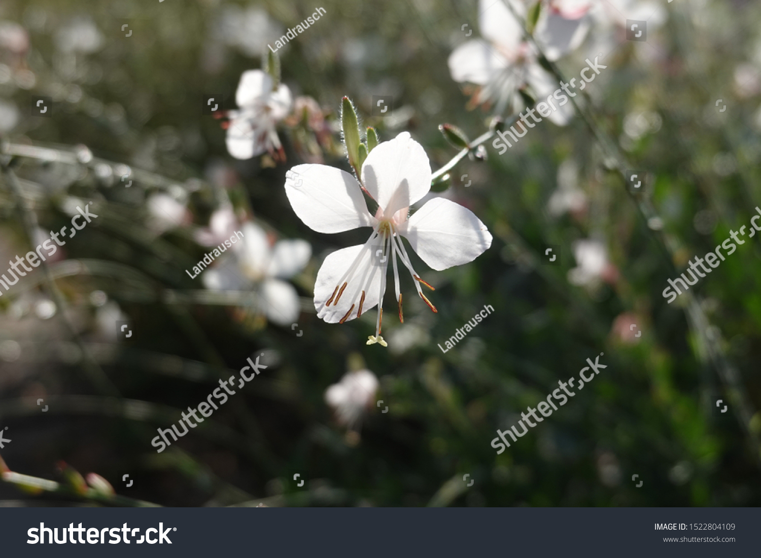 Tiny White Flowers Gaura Lindheimeri Whirling Stock Photo Edit Now 1522804109