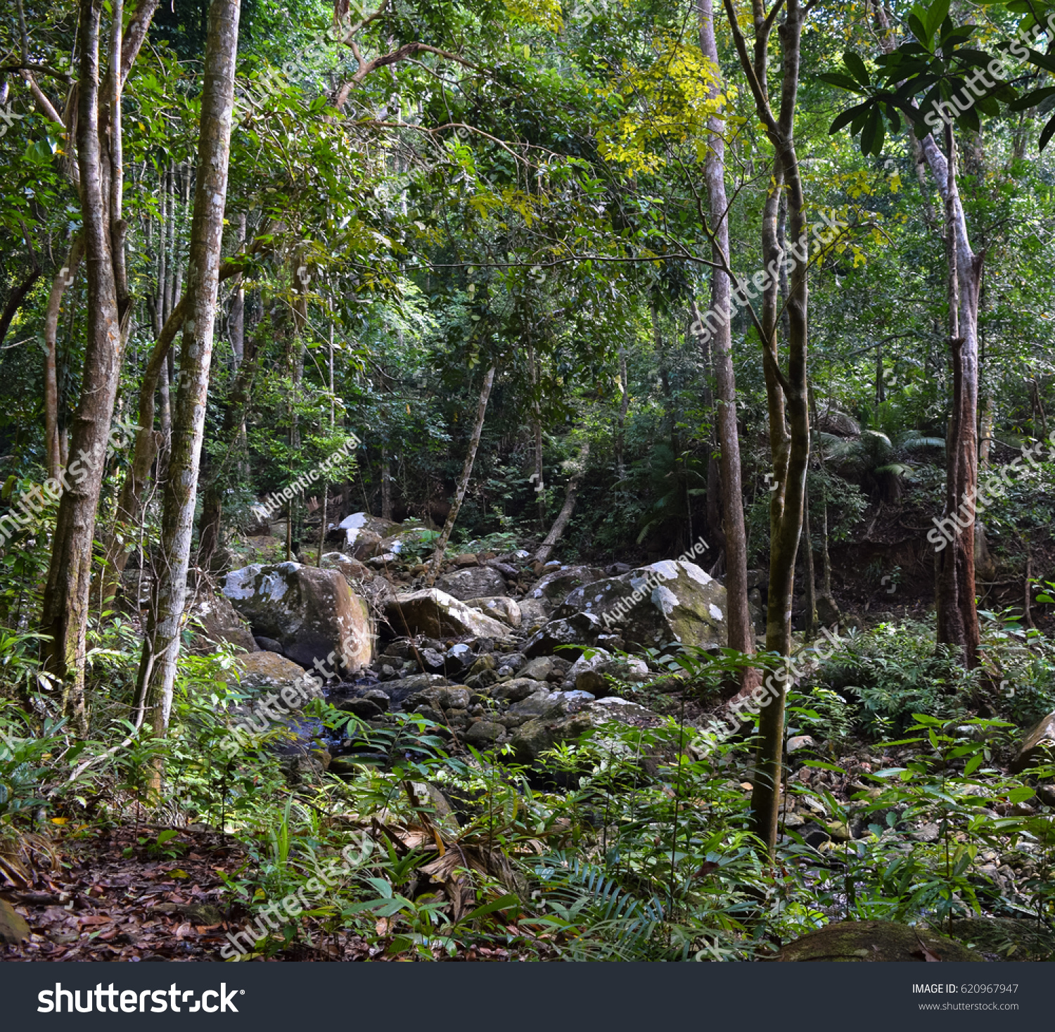 Tioman Island Jungle Tropical Rainforest Near Stock Photo 620967947 ...
