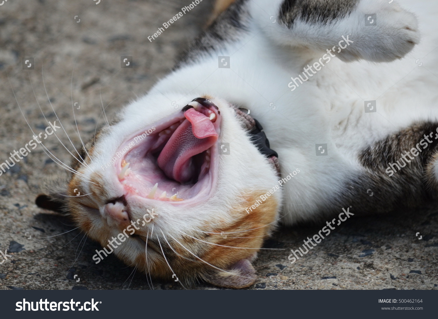 Tired Calico Kitty Cat Yawning Stock Photo Edit Now 500462164