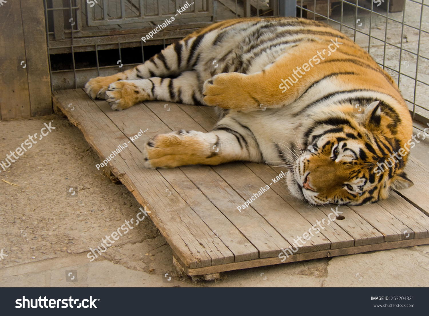 Tired Pregnant Tigress Resting On Wooden Stock Photo Edit Now 253204321