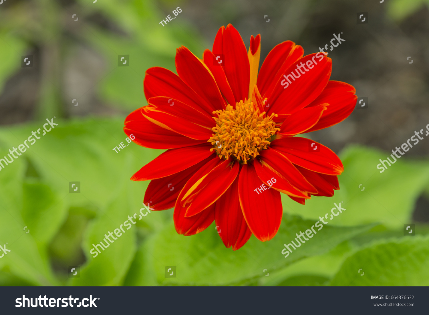 Tithonia Rotundifolia Mexican Sunflower Red Flower Stock Photo Edit Now 664376632