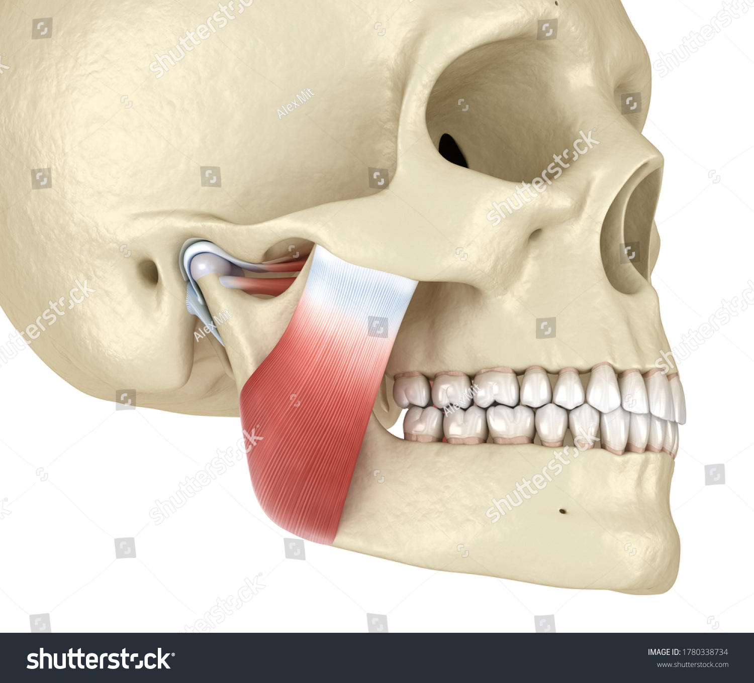 Tmj Temporomandibular Joints Muscles Medically Accurate Stock ...