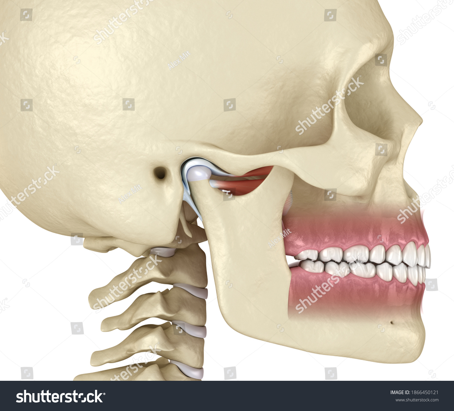 Naklejka Tmj The Temporomandibular Joints Healthy Occlusion Anatomy ...