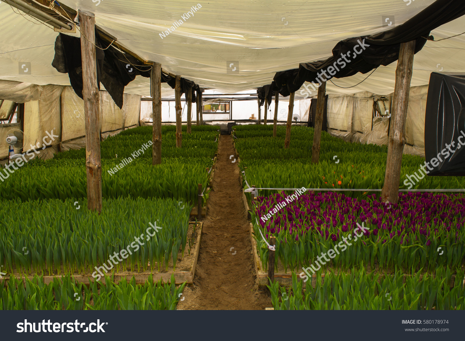 Grow Tulips Greenhouse Agricultural Enterprise Field Stock Photo