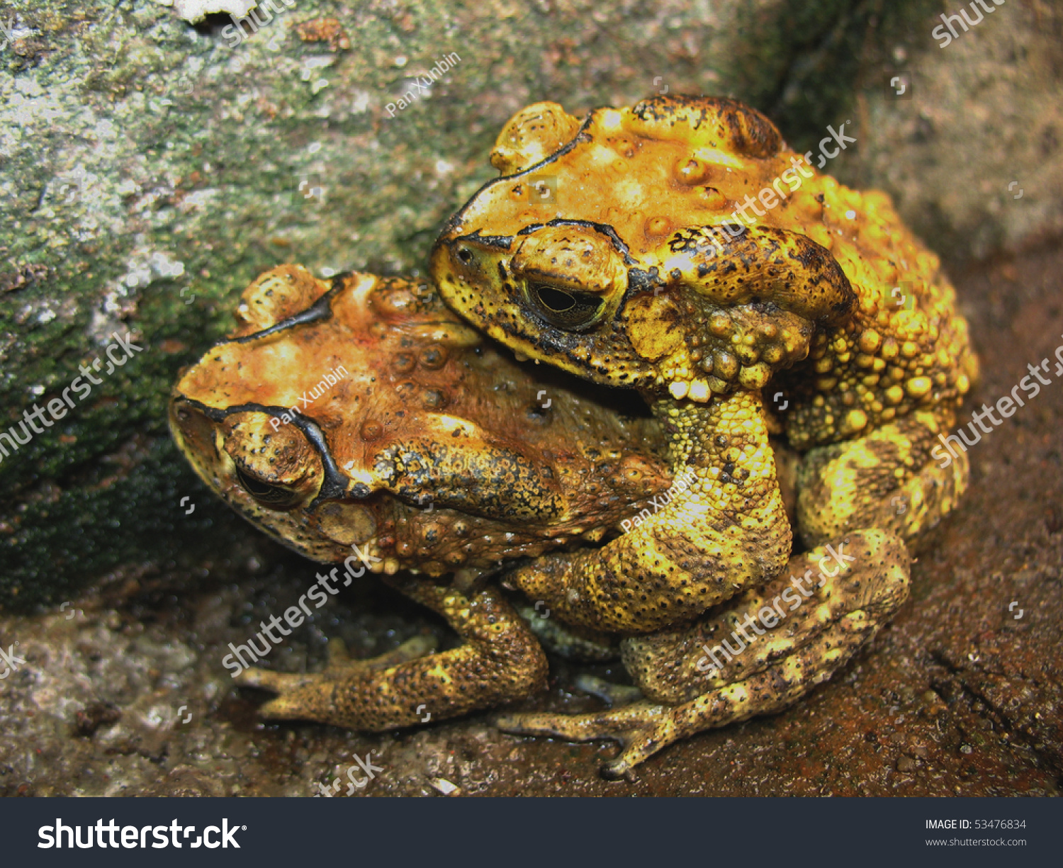 Toad Mating Sex In Nature Stock Photo 53476834 : Shutterstock