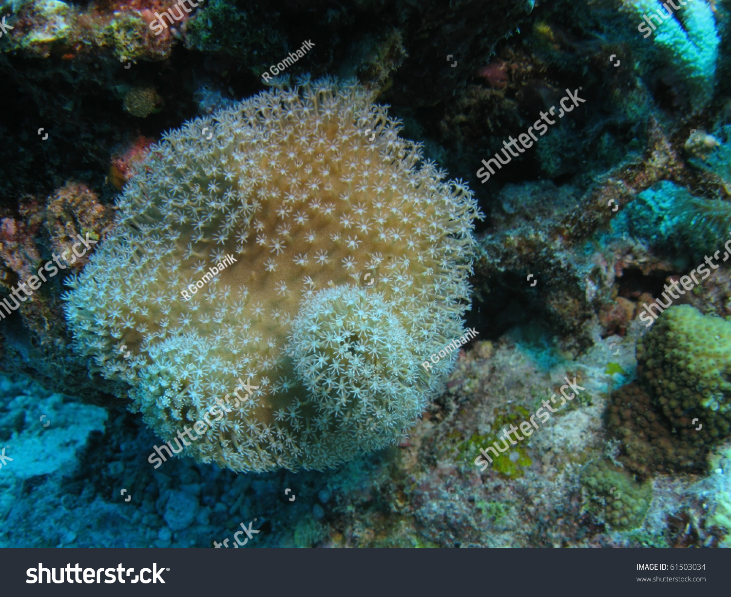 Toadstool Coral (Sarcophyton): Also Known Like Leather Coral, Mushroom ...