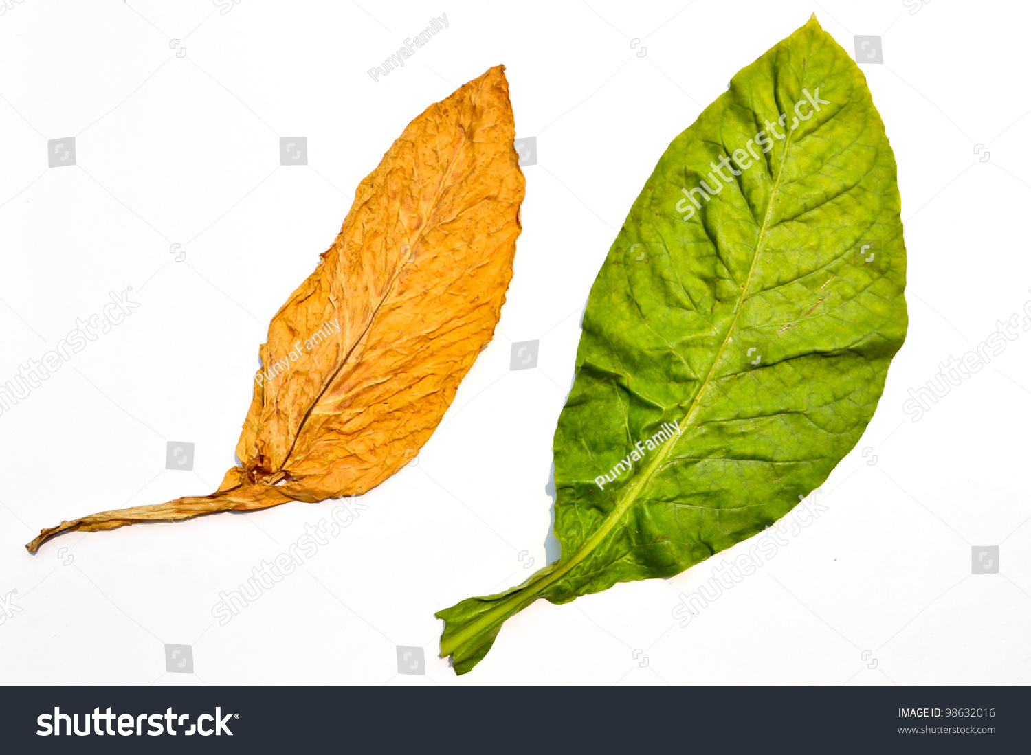 clip art tobacco leaf - photo #36