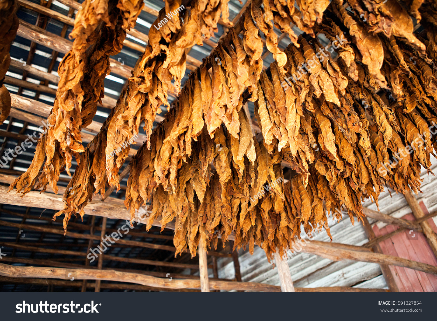 Tobacco Leaves Classical Way Drying Tobacco Stock Photo Edit Now 591327854