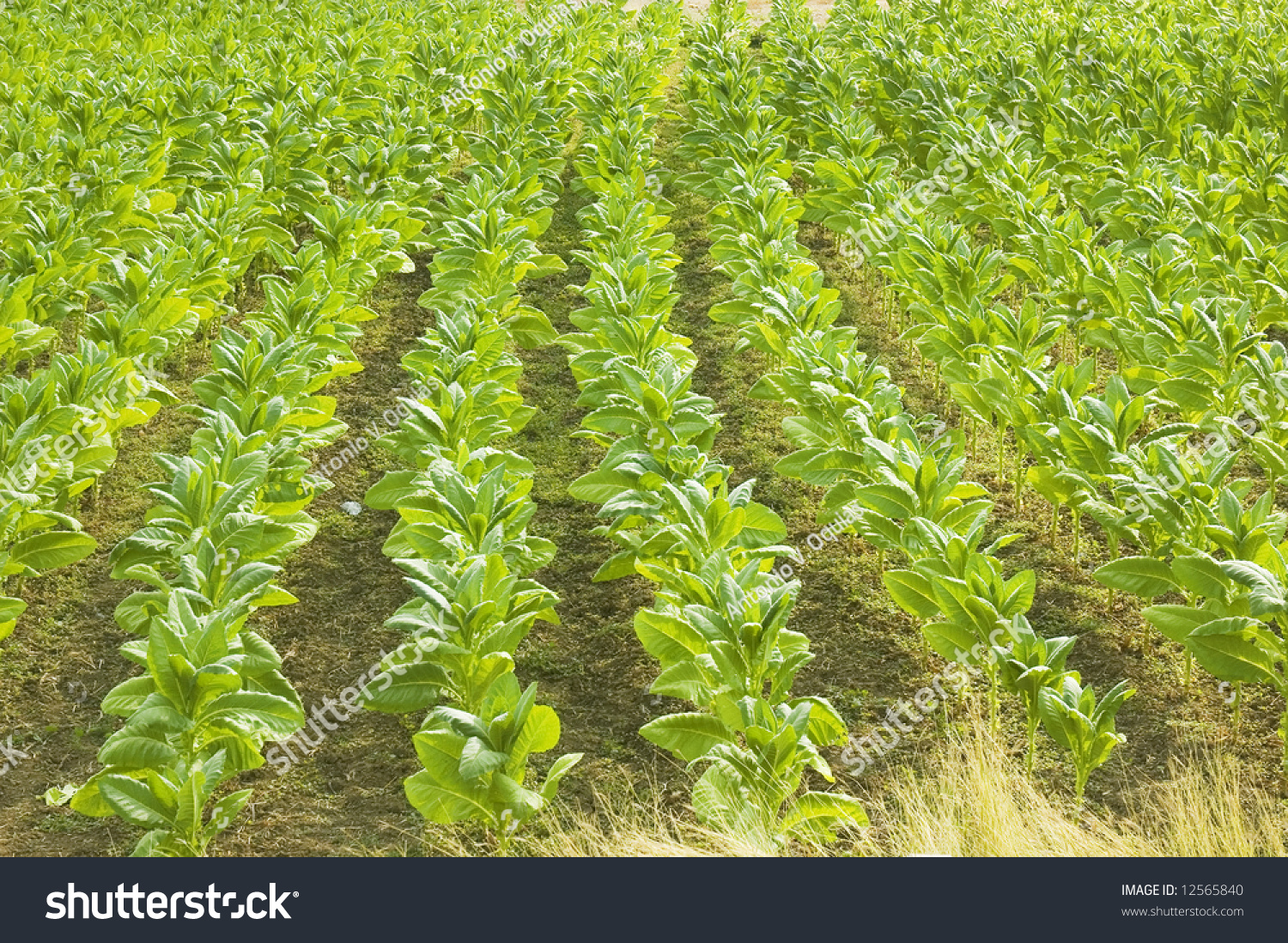 Tobacco Plantation In Ilocos Province, Philippines Stock Photo 12565840 ...