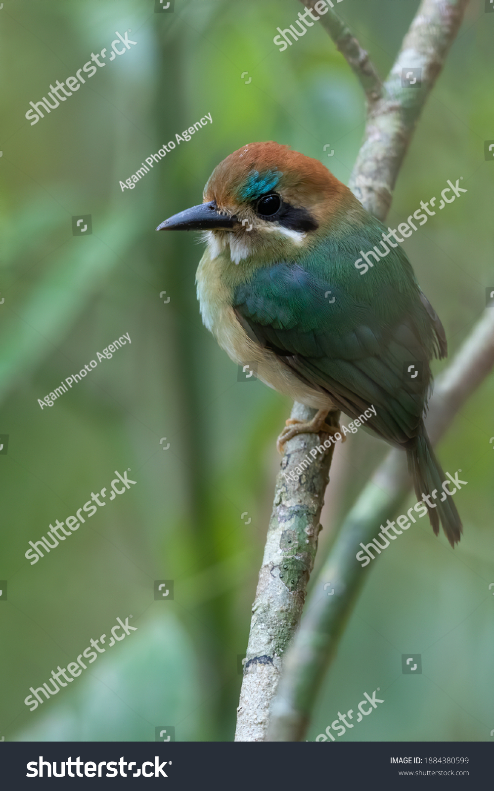 6 Tody motmot Images, Stock Photos & Vectors | Shutterstock