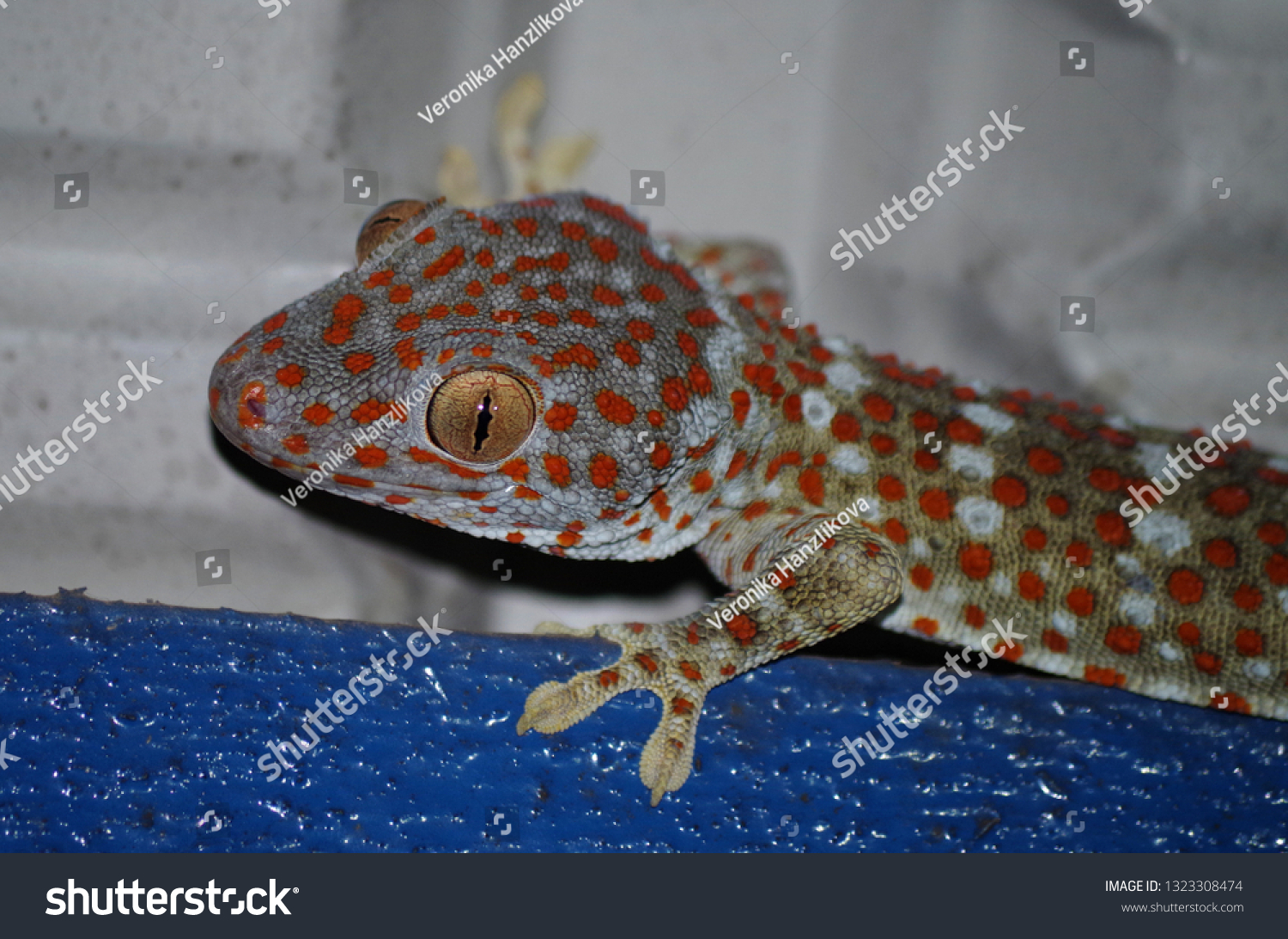 Tokay Gecko Langkawi Island Malaysia Stock Photo Edit Now 1323308474