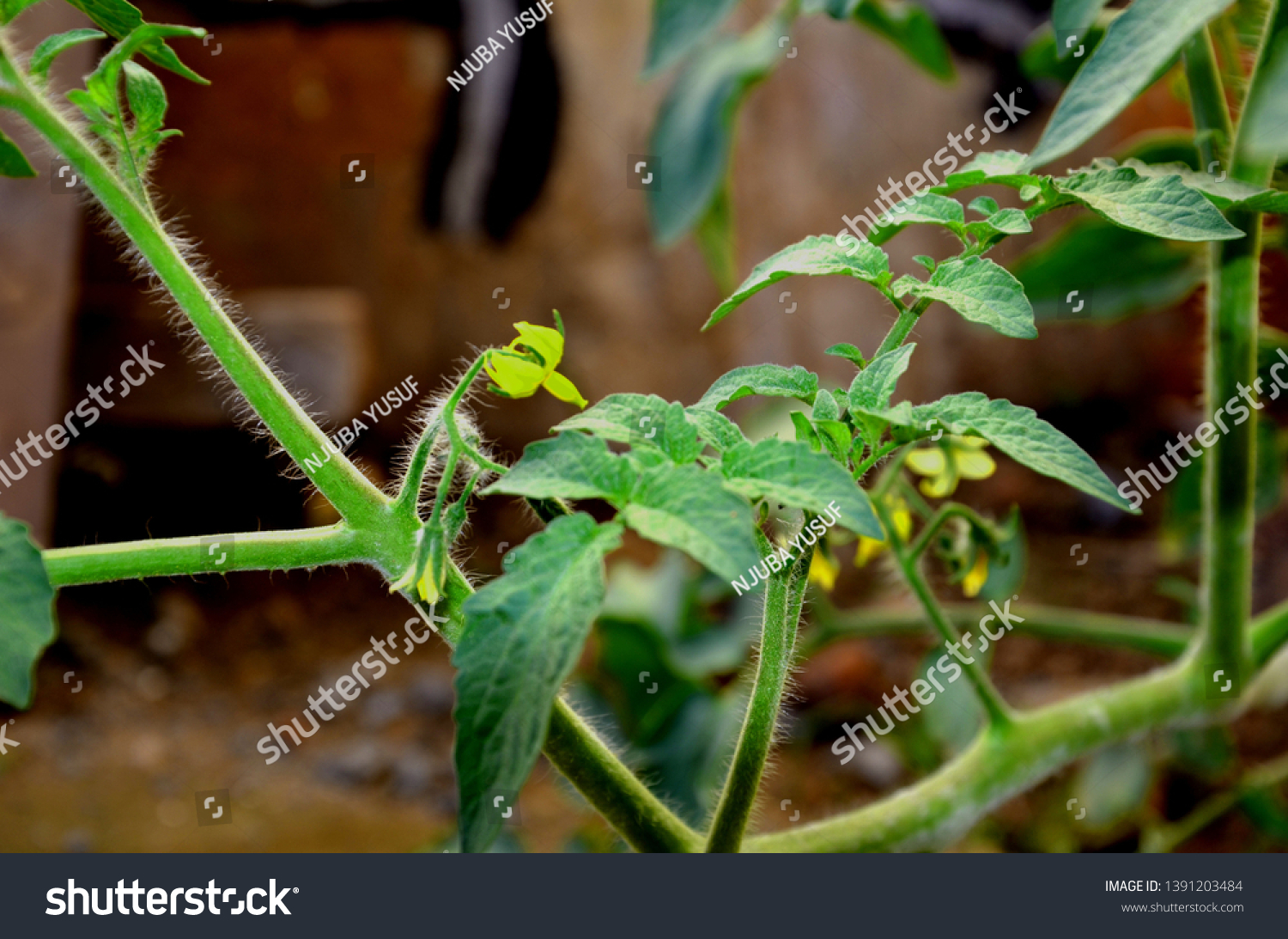 Tomato Flower Male And Female Parts On Farm Tomato Breeding Making Crosses And Managing 4605