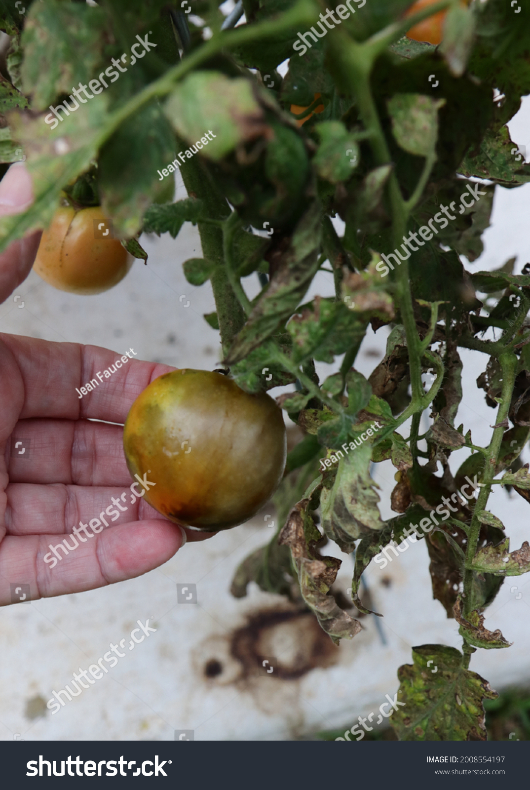 tomato-water-soaked-lesions-brown-spots-stock-photo-2008554197