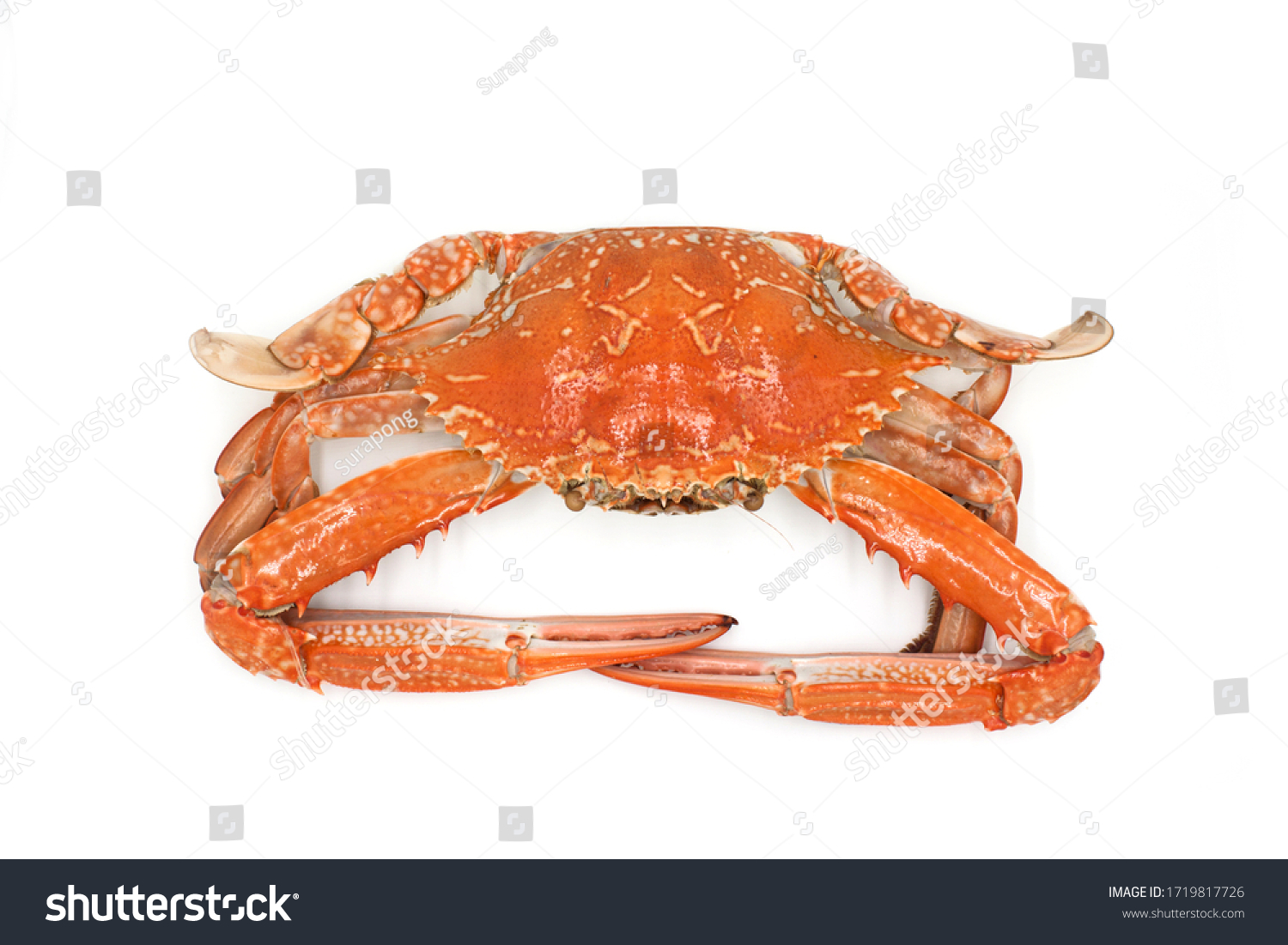 Top View Cooked Blue Swimmer Crab Stock Photo 1719817726 | Shutterstock