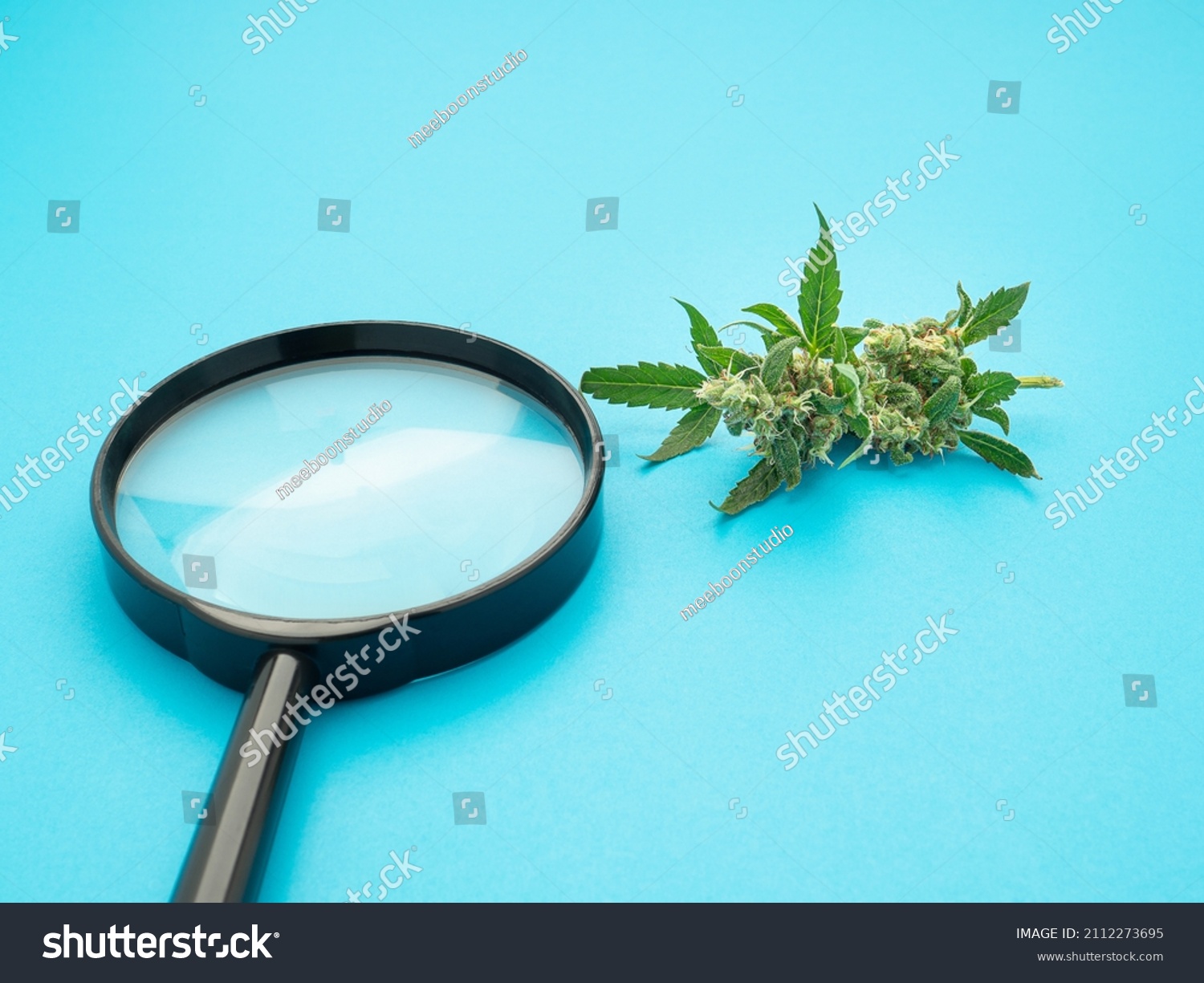 Top View Magnifying Glass Marijuana Buds Stock Photo (Edit Now) 2112273695