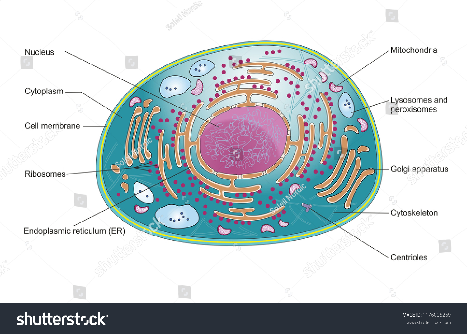 Top View Mammalian Cell Structure Cellular Stock Illustration ...