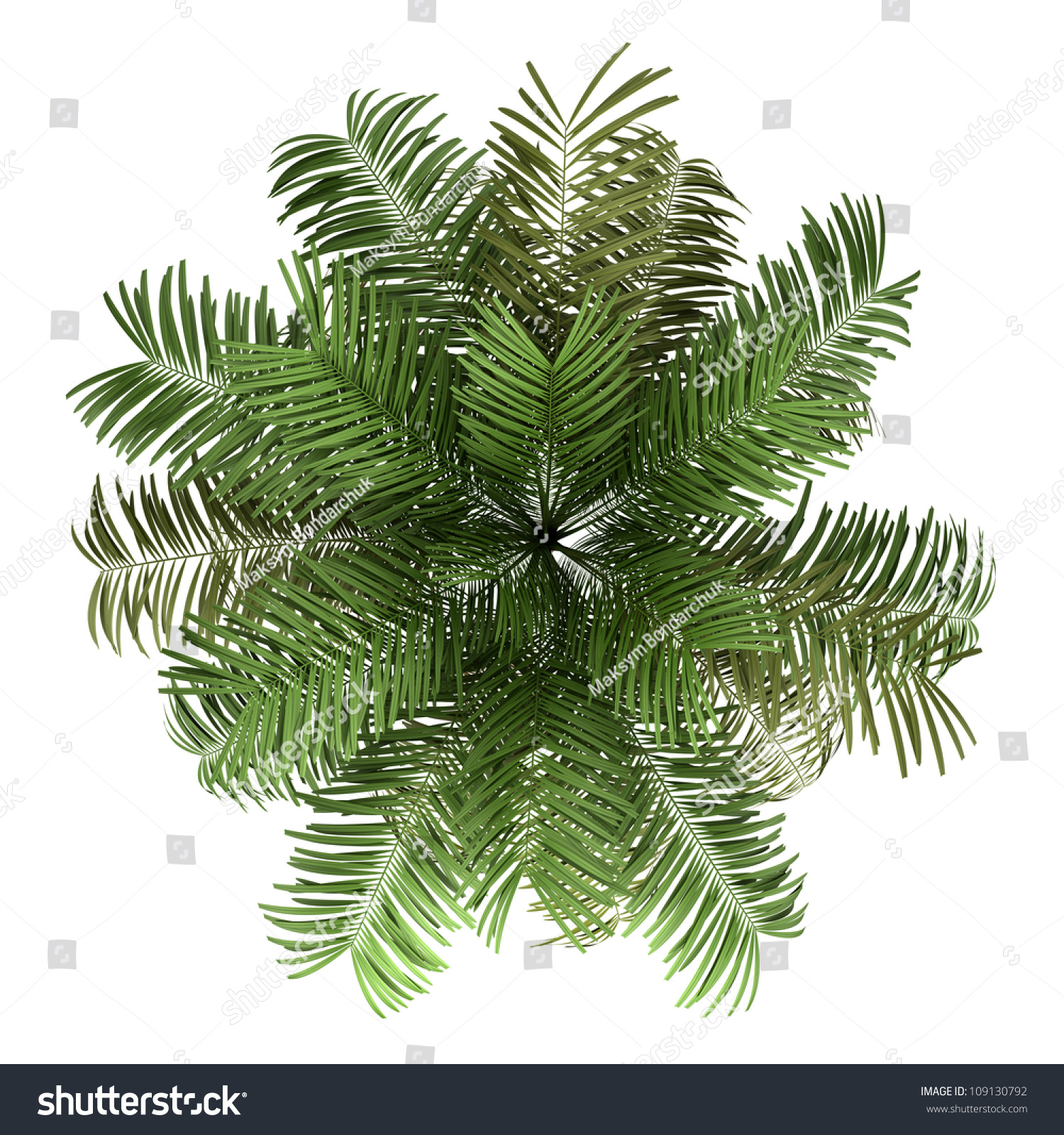 Top View Areca Palm Tree Isolated Stock Illustration 109130792 ... for Palm Tree Top View Png
61obs Top View Areca Palm Tree Isolated Stock Illustration 109130792 ... for Palm Tree Top View Png
61obs